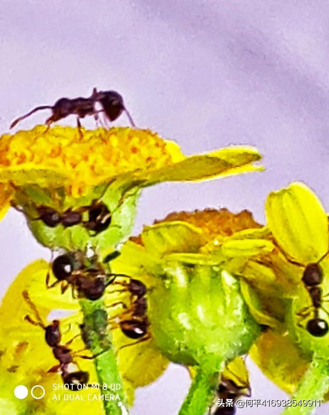 有人拍到蚂蚁觅食的照片吗？拍摄思路是怎样的？()