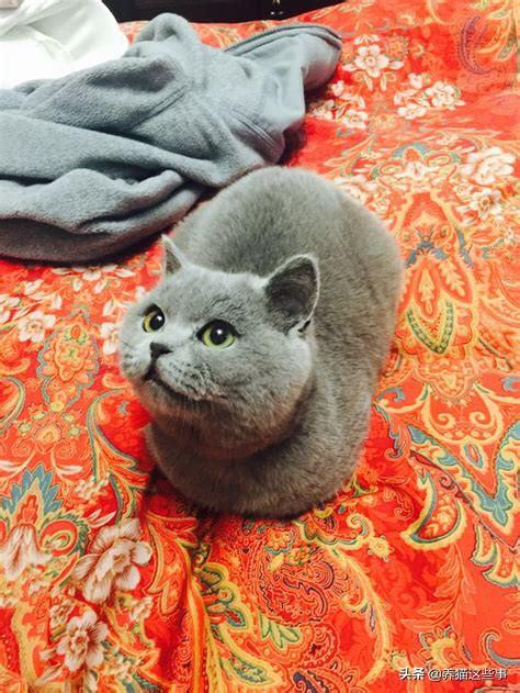 布偶猫图片:布偶猫尾巴有猫藓可以剃吗？