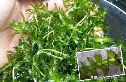 头条问答 虾塘栽什么草好 8个回答