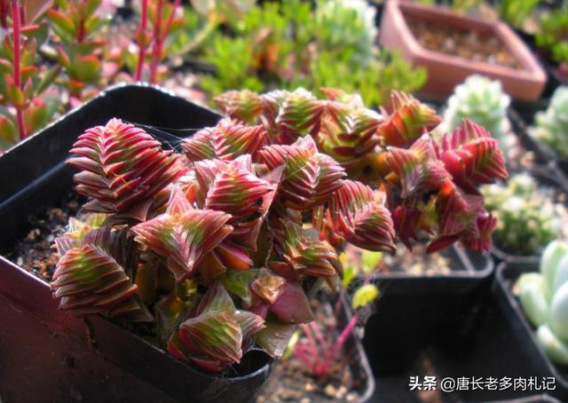 茜之塔开花后怎样处理:多肉植物钱串和茜之塔开花怎么处理？