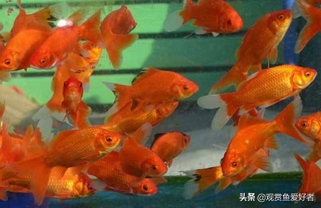 观赏鱼养殖技术试题:想要付费学习观赏鱼的养殖技术，在一两个月之内可能学会吗？