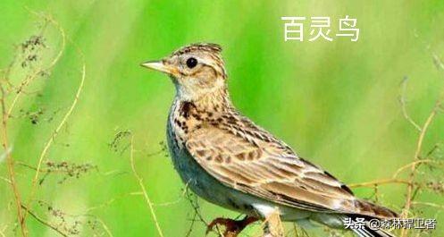 黑喉草雀好养吗:黑喉草雀的饲养方法 云南全面禁止非法野生动物交易！到底哪些不能吃？