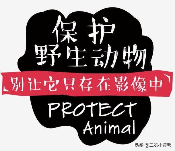 养狐狸:养狐狸犯法吗 有关人工养殖的狐狸、水貂，疫情过后会全部被取缔吗？