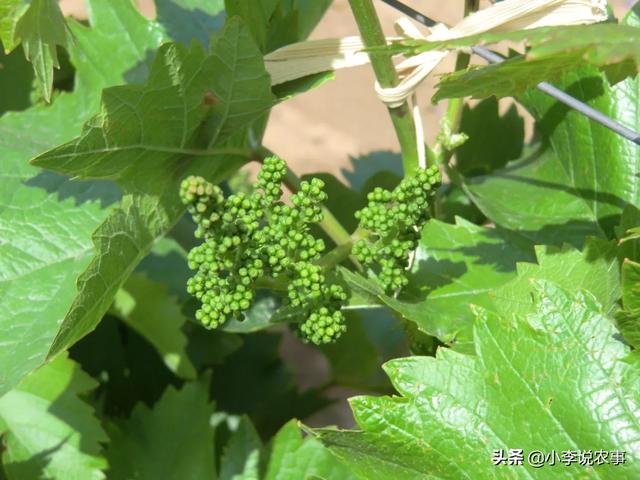 头条问答 葡萄什么时候开花 要怎么管理才好 29个回答