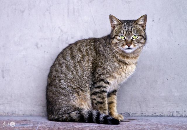 狸花猫:你知道哪些关于狸花猫的冷知识？
