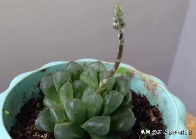 多肉分类及养殖明细:多肉种类及养殖方法 多肉有多少种品种，哪种最好看，哪种最好养？