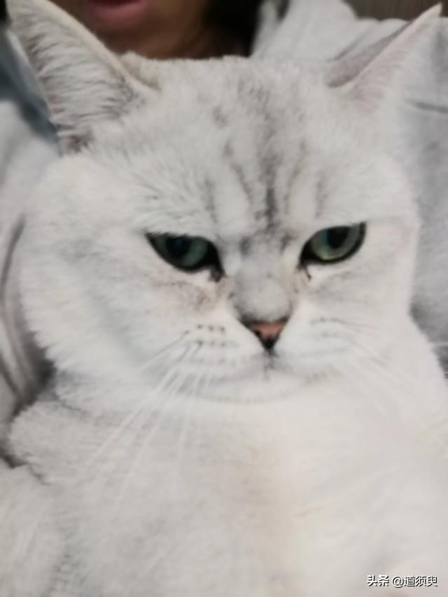 猫耳朵里面黑色的硬块:猫咪嘴上掉毛附带黑色脏东西这是怎么回事儿？