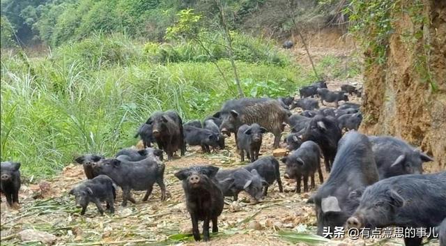 育民村香猪养殖场:在农村养殖香猪怎么样？需要什么技术？有市场前景吗？