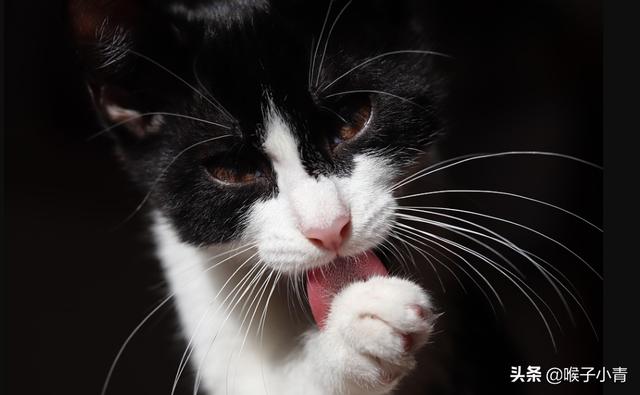 猫病:为什么我的猫在猫舍好好的一到家就得病？