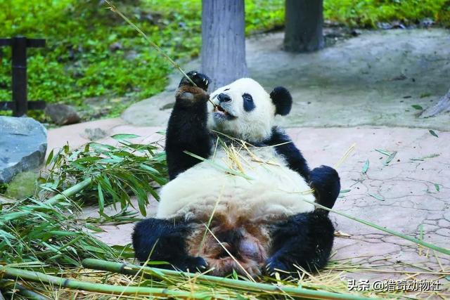 熊猫的特点:为什么熊猫的爪是“六指”的？