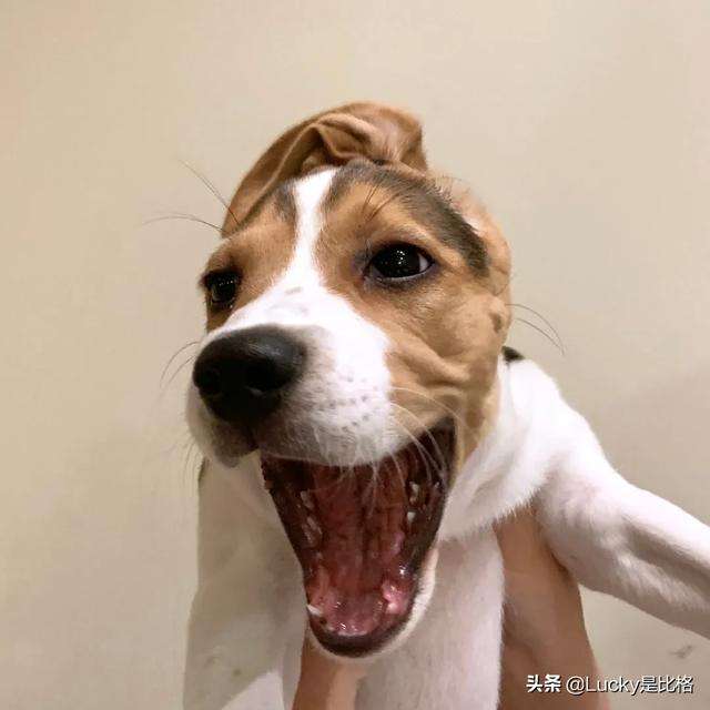 微笑天使狗:狗狗咧嘴除了对你笑，还有什么意思呢？