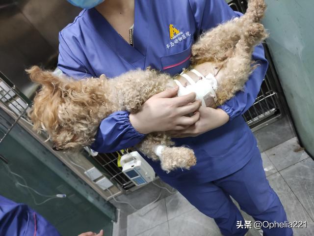 狗狗健康:狗狗到底该不该做绝育呀，心疼但是又想让它健康，我好纠结？