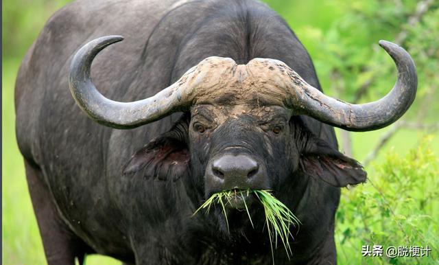 老牛吃嫩草这种现象多吗