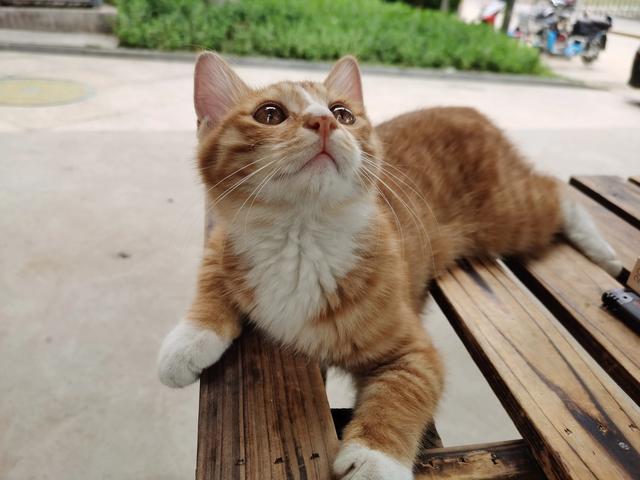 品种猫和橘猫,哪个好养？你们家猫主子好伺候吗？