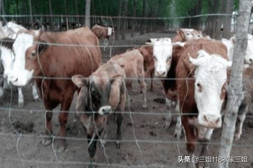 牛出血性败血病:1300斤重的育肥西门达尔牛有口蹄病怎样治？