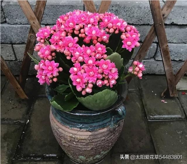 仙客来图片大全大图:仙客来花上长了虫怎么办？