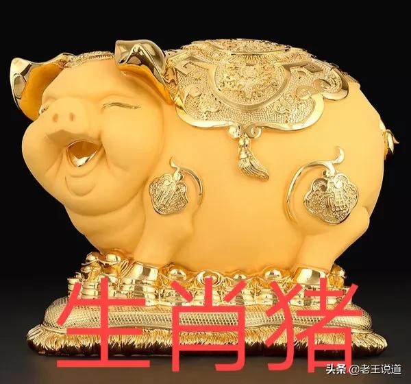 属猪的人身上有什么闪光点？