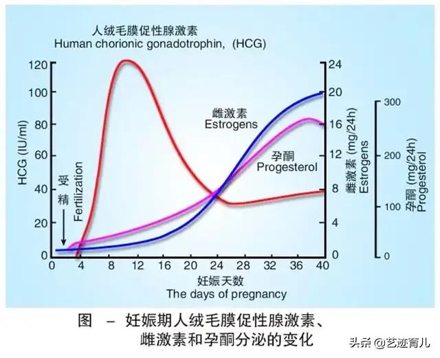 hcg是什么-hcg是什么指标