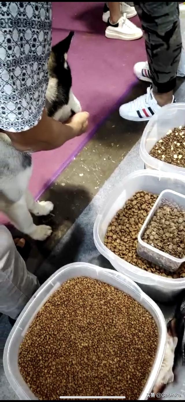 美国宠物保险如何使用:宠物医疗险，大家会给自己家宠物买一份吗？为何？