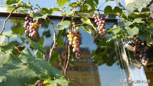 我家住在顶楼，最近想在楼顶搞一个空中花园，能否请大家提供好思路？插图60