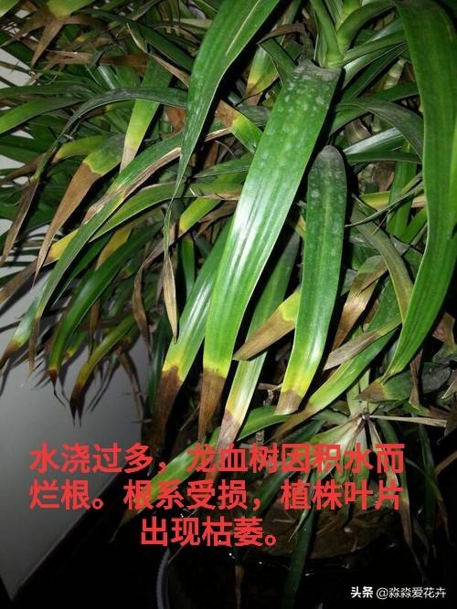 量天尺干瘪发黑:丽格海棠根部干瘪黑是怎么回事？