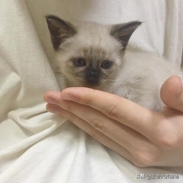 猫传染性腹膜炎治愈几率:猫咪生病了，花很多钱治病应该吗？