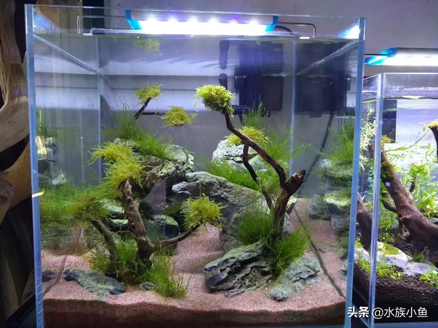 水族箱造景套餐:鱼缸不养鱼了，怎样布景省钱好看又好打理？