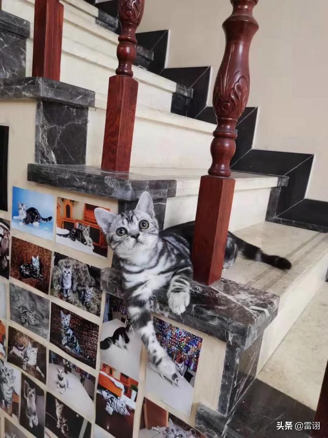 喜马拉雅猫和长毛加菲猫的区别:喜马拉雅猫和美短猫哪个好？