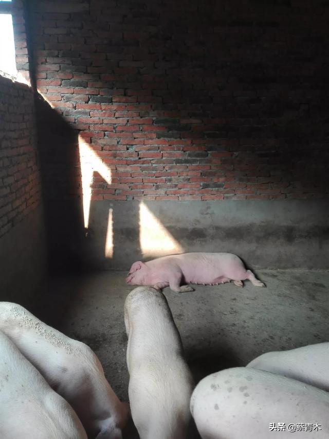百度一下猪的正常体温是多少度:100多斤的猪正常体温多少度 母猪发热40度不退烧怎么办？
