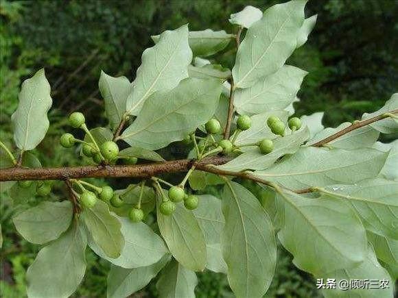 头条问答 - 牛筋树冬天移栽能活吗?(6个回答)