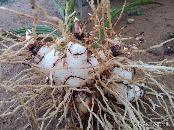 药草白芨图片:什么菌肥对提高白及产量好？