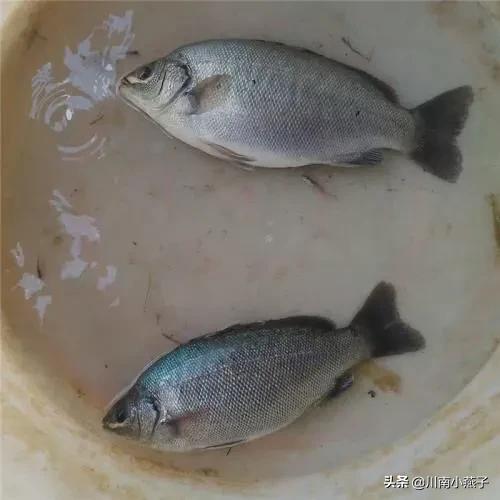 澳洲彩虹鱼做法:如何利用网箱养殖澳洲宝石鲈鱼？