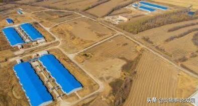 塞北兔:猪和兔子的距离隔20米可以一起养吗？能养在一起吗？ 塞北兔能长多少斤
