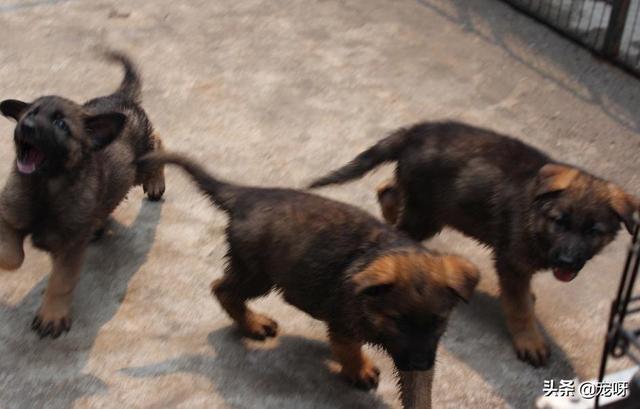 牧羊犬价格:东德牧羊犬的价格多少钱？该怎么挑选幼犬？