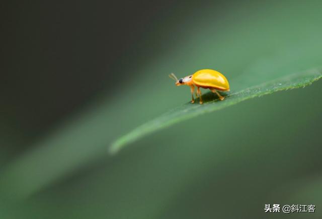 蜂鸟鹰蛾幼虫图片:把你手机相册里的昆虫相片拿出来PK一下？