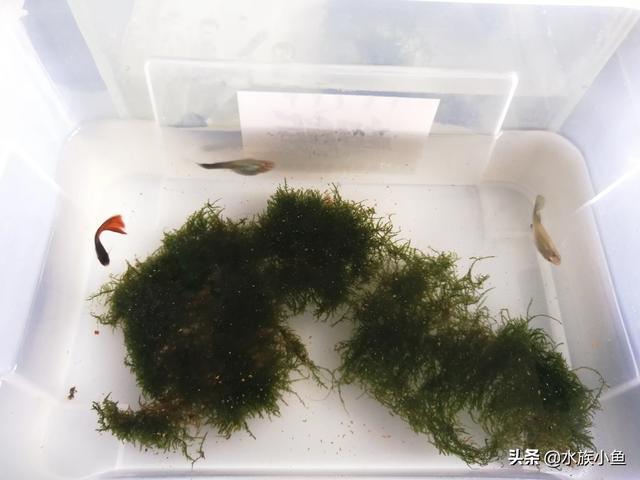 孔雀鱼烂尾和被咬区别:孔雀鱼母鱼要下小鱼烂身是怎么回事？
