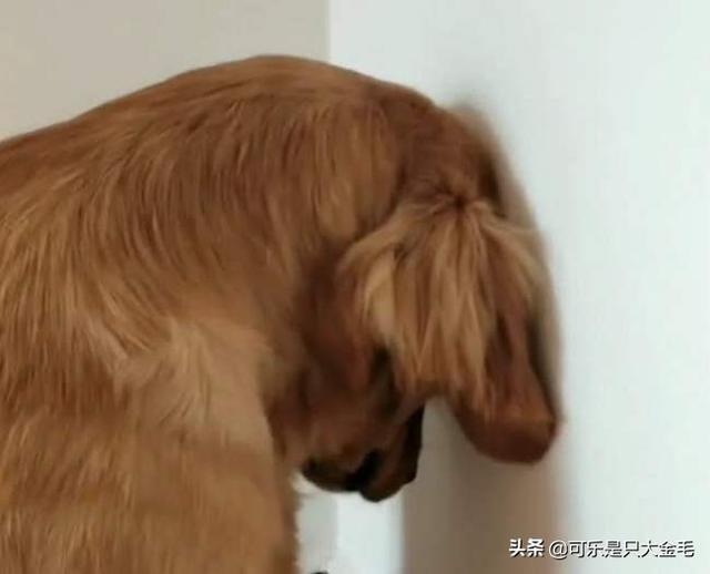 可爱宠物狗视频大全:哪些品种狗狗养起来比较难？