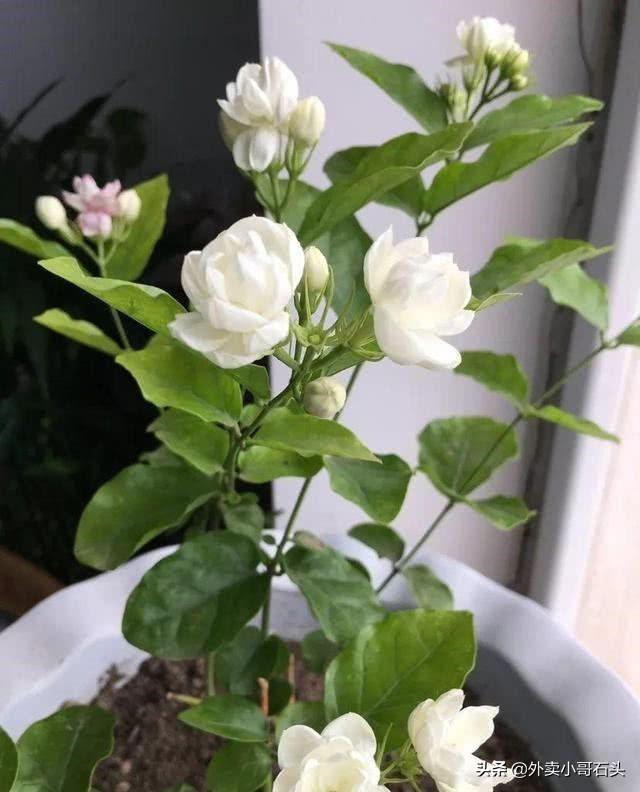 头条问答 - 什么品种的茉莉花适合在东北养?(20个回答)