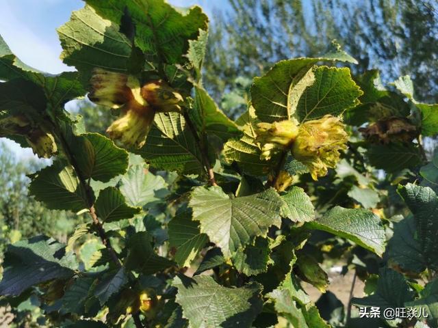 得抑郁症的人最怕什么:抑郁症为什么成为了全球继癌症后的第二大杀手