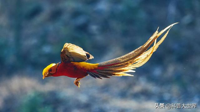 红腹鳜鱼哪里多:红腹鳜鱼哪里有 红腹锦鸡非常漂亮，是国家保护动物吗？主要存在于哪里？