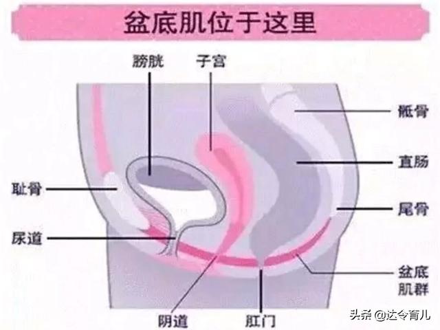 胎儿发育过程图:母体内胎儿最先形成哪几个器官？