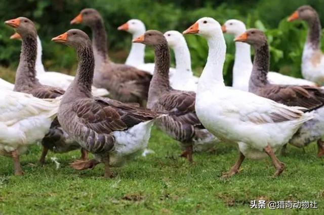 家里养的大鹅的祖先是什么动物:大雁与家鹅有生殖隔离吗？