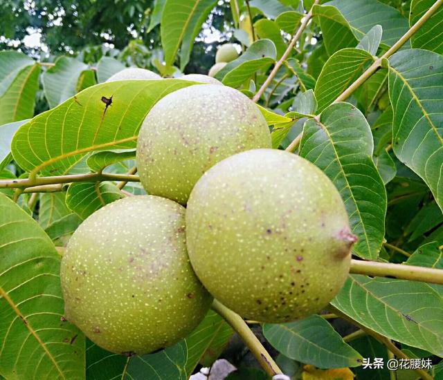 核桃可以泡酒吗？核桃泡酒有什么作用？插图4