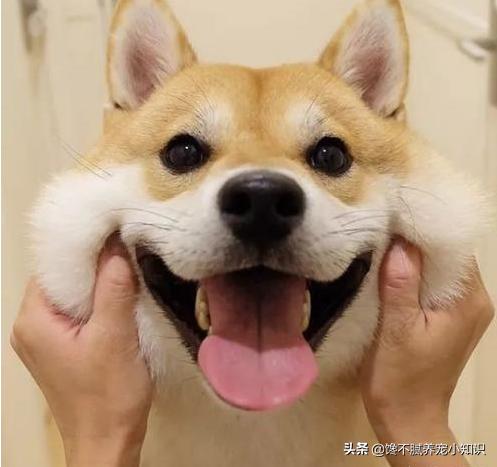 狗狗真粗大好充实最新章节:怎么看一只狗狗过得幸福不幸福？
