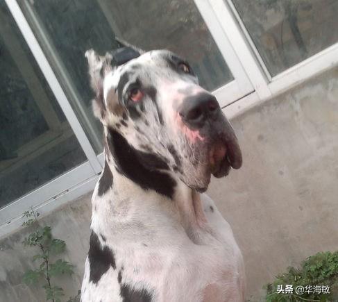 纯种大丹犬价格分析:我国的莱州红犬还多吗？价格多少钱？
