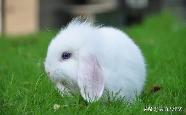 美国垂耳兔的饲养方法:如何饲养兔子？兔子吃什么？