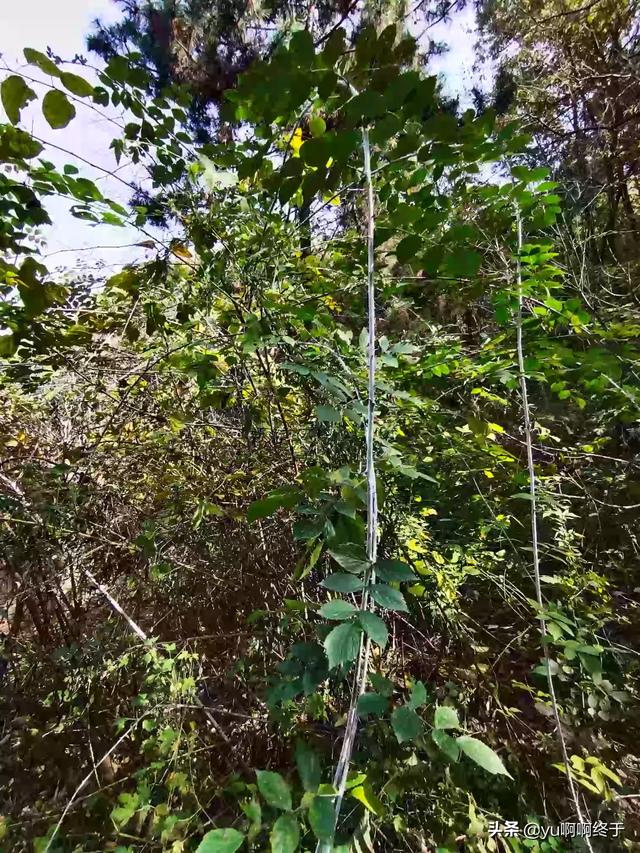 秦始皇十大鬼灵异事件:秦始皇真的相信长生不老吗？
