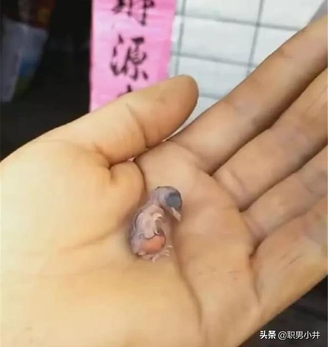 赵薇祝福杨子珊:燕子为什么会突然将自己的孩子踢出去
