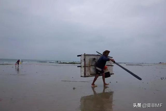 银合欢:银合欢的功效与作用 广西除了北海银滩，还有哪些海边值得去玩？