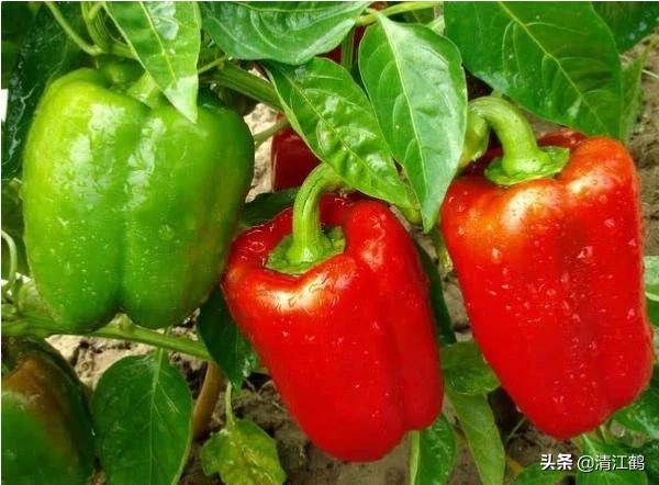 果实软腐病:引起果实软腐病的病菌 辣椒夏季大量烂果怎么回事？